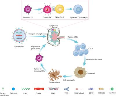 Rationally Designed Self-Assembling Nanovaccines Elicit Robust