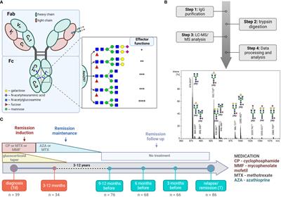 Altered Fc galactosylation in IgG4 is a potential serum marker for