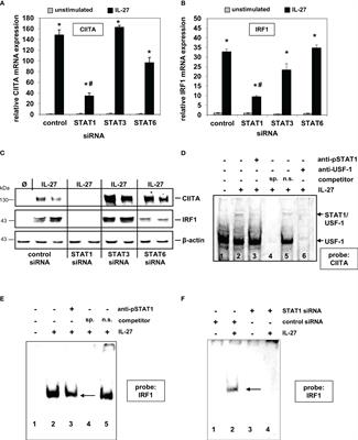 beslutte Jeg vil være stærk Måling Frontiers | Identification of IL-27 as a novel regulator of major  histocompatibility complex class I and class II expression, antigen  presentation, and processing in intestinal epithelial cells