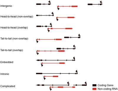 Frontiers  Functional knockout of long non-coding RNAs with genome editing