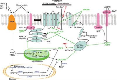 Effects of local perfusion of alpha-methyl-p-tyrosine (AMPT; 100 µM) on