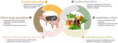 Cutting-edge knowledge on the roles of phytobiotics and their proposed modes of action in swine