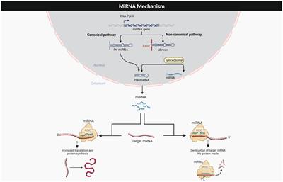 Downregulation of miR-34a increased mitochondrial function and