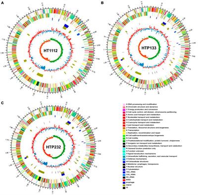 Frontiers | Complete genome sequencing and comparative genomic analysis ...