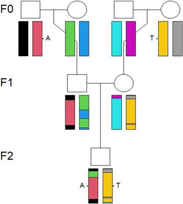 Frontiers  Classification of breed combinations for slaughter pigs based  on genotypes—modeling DNA samples of crossbreeds as fuzzy sets from  purebred founders