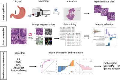 Frontiers | Clinical application of machine learning‐based pathomics ...