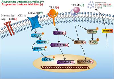 The immunomodulatory mechanism of acupuncture treatment for ischemic stroke: research progress, prospects, and future direction