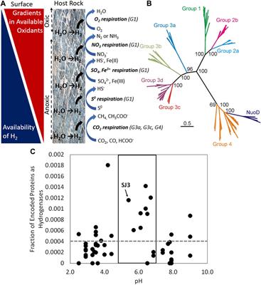 Hydrogen (H2) is among the most common and widely utilized electron donors in microbial metabolism. This is particularly true for microorganisms that 