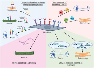 Transdifferentiation Can Create an Endless Supply of Brain Cells