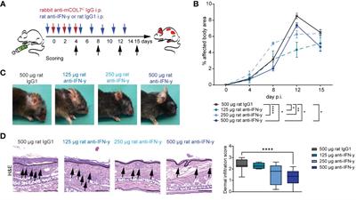 Inhibition of interferon gamma impairs induction of experimental epidermolysis bullosa acquisita