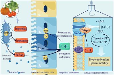 Gut microbiota is involved in male reproductive function: a review