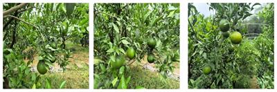 Fruits hidden by green: an improved YOLOV8n for detection of young citrus in lush citrus trees