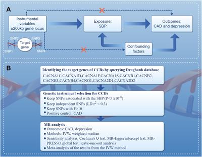 Causal relationship between genetic proxies for calcium channel blockers and the risk of depression: A drug-target Mendelian randomization study