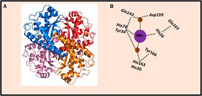 Potential use of antioxidants for the treatment of chronic inflammatory diseases