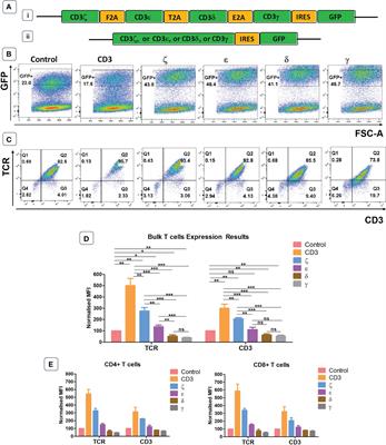 Frontiers | Exploitation of CD3ζ to enhance TCR expression levels and ...
