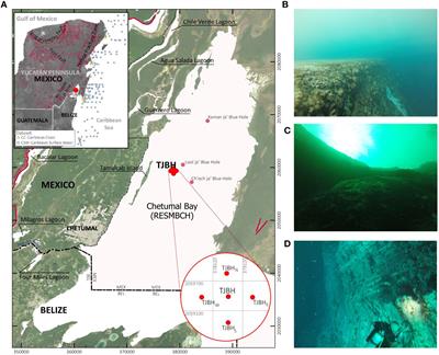 Coastal karst structures have been recently explored and documented in Chetumal Bay, Mexico, at the southeast of the Yucatan Peninsula. These structur