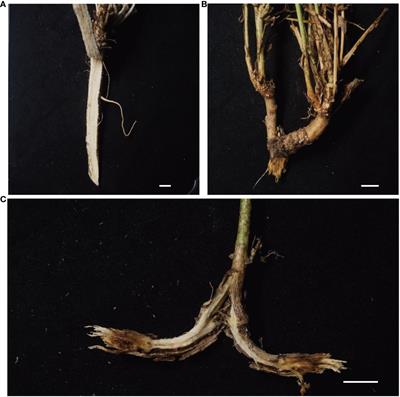 Virulent Fusarium isolates with diverse morphologies show similar invasion and colonization strategies in alfalfa