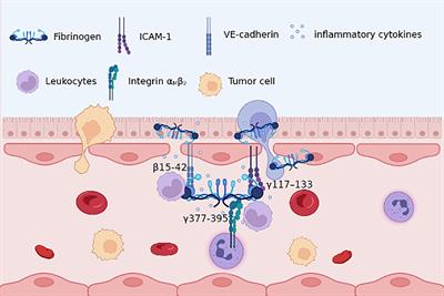 Fibrinogen and tumors