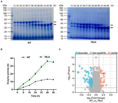 LexA, an SOS response repressor, activates TGase synthesis in Streptomyces mobaraensis