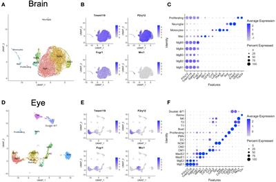 Retinal microglia express more MHC class I and promote greater T-cell driven inflammation than brain microglia