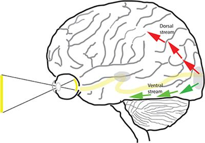 Two Visual Pathways in Primates Based on Sampling of ... - Frontiers
