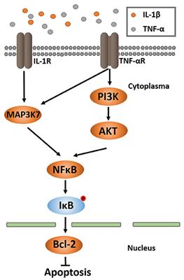 Frontiers | Upregulation of Bcl-2 and Its Promoter Signals in CD4+ T Cells  during Neuromyelitis Optica Remission