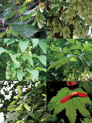 Oh 77 Spring And Summer Plant Identification Viburnum X Davidii