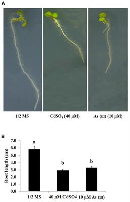 Frontiers | The Density and Length of Root Hairs Are Enhanced in Response to Cadmium and Arsenic by Modulating Gene Expressions Involved in Fate Determination and Morphogenesis of Root Hairs in Arabidopsis Frontiers | The Density and Length of Root Hairs Are Enhanced in Response to Cadmium and Arsenic by Modulating Gene Expressions Involved in Fate Determination and Morphogenesis of Root Hairs in Arabidopsis