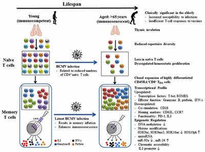 immune repertoire and disease