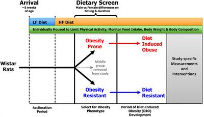 Frontiers | Modeling Diet-Induced Obesity with Obesity-Prone Rats: Implications for Studies in Females Frontiers | Modeling Diet-Induced Obesity with Obesity-Prone Rats: Implications for Studies in Females