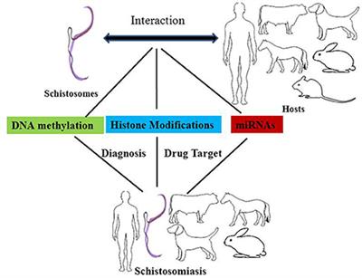 Histone methylation changes are required for life cycle progression in the human parasite Schistosoma mansoni