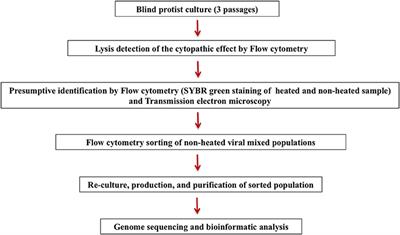 Frontiers Flow Cytometry Sorting To Separate Viable Giant