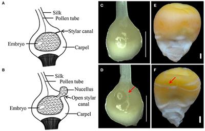 frontiers development of incompletely fused carpels in ram types