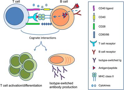 frontiers b cell immunity in solid organ transplantation t cells and b cells
