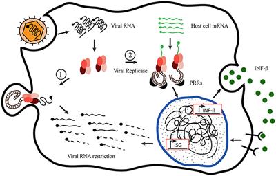 Frontiers A Novel Mechanism Underlying The Innate Immune Response Induction Upon Viral Dependent Replication Of Host Cell Mrna A Mistake Of Srna Viruses Replicases