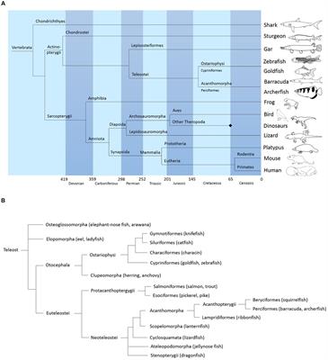 Frontiers The Brain Of The Archerfish Toxotes Chatareus A Nissl Based Neuroanatomical Atlas And Catecholaminergic Cholinergic Systems Frontiers In Neuroanatomy