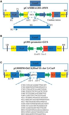 crispr recognition tool