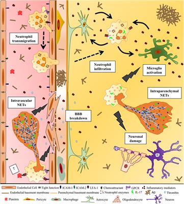 Frontiers Netosis In Alzheimer S Disease Immunology Frontiers Netosis In Alzheimer S Disease Immunology