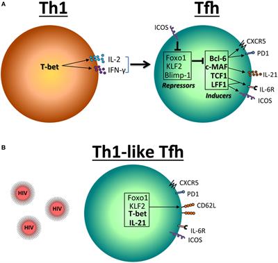 Frontiers Cd4 T Follicular Helper Cells And Hiv Infection Friends Or Enemies Immunology