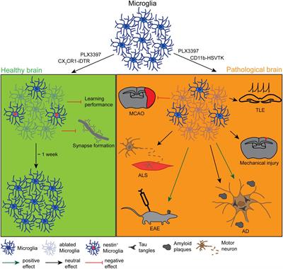 Overlooked Brain Cells May Have Leading >> Frontiers Glial Cells And Their Function In The Adult Brain A Overlooked Brain Cells May Have Leading >> Frontiers Glial Cells And Their Function In The Adult Brain A