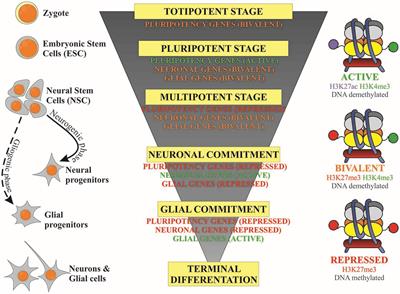 acetylation is a key process in cell self regulation acetylation is a key process in cell self regulation