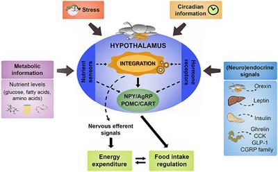 Frontiers | Hypothalamic Integration of Metabolic, Endocrine, and Circadian Signals in Fish: Involvement in the Control of Food Intake Frontiers | Hypothalamic Integration of Metabolic, Endocrine, and Circadian Signals in Fish: Involvement in the Control of Food Intake