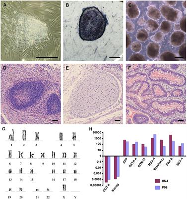 Frontiers Effects Of Feeder Cells On Dopaminergic