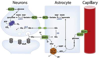Lactate Attenuates Synaptic Transmission and Affects Brain Rhythms Featuring High Energy Expenditure - ScienceDirect
