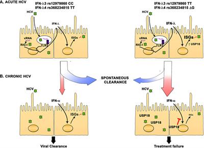 Frontiers Type Iii Interferons In Hepatitis C Virus Infection