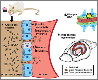 Dysbiosis magyarázta, Vizsgálat keresése