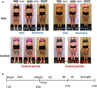 Frontiers The Effects of Intensive Weight Reduction on Body Composition and Serum Hormones in Female Fitness Competitors picture
