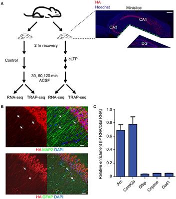 Gene Expression Patterns May Underlie >> Frontiers Mapping Gene Expression In Excitatory Neurons During Gene Expression Patterns May Underlie >> Frontiers Mapping Gene Expression In Excitatory Neurons During