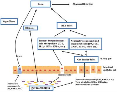 Gut Feeling How Microbes Shape Autism >> Frontiers The Gut Microbiota And Autism Spectrum Disorders Gut Feeling How Microbes Shape Autism >> Frontiers The Gut Microbiota And Autism Spectrum Disorders
