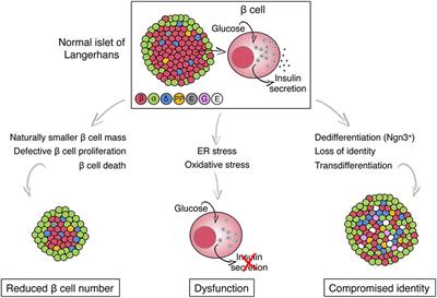 Frontiers | Metabolic Stress and Compromised Identity of Pancreatic Beta Cells | Genetics Frontiers | Metabolic Stress and Compromised Identity of Pancreatic Beta Cells | Genetics